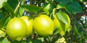 limoni