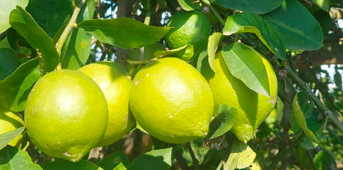 limoni