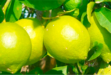limoni2