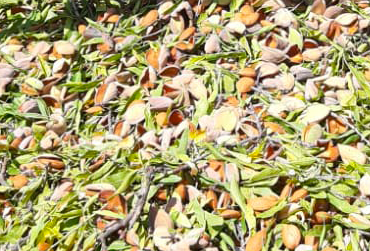 mandorle1