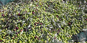 olive bacchiate