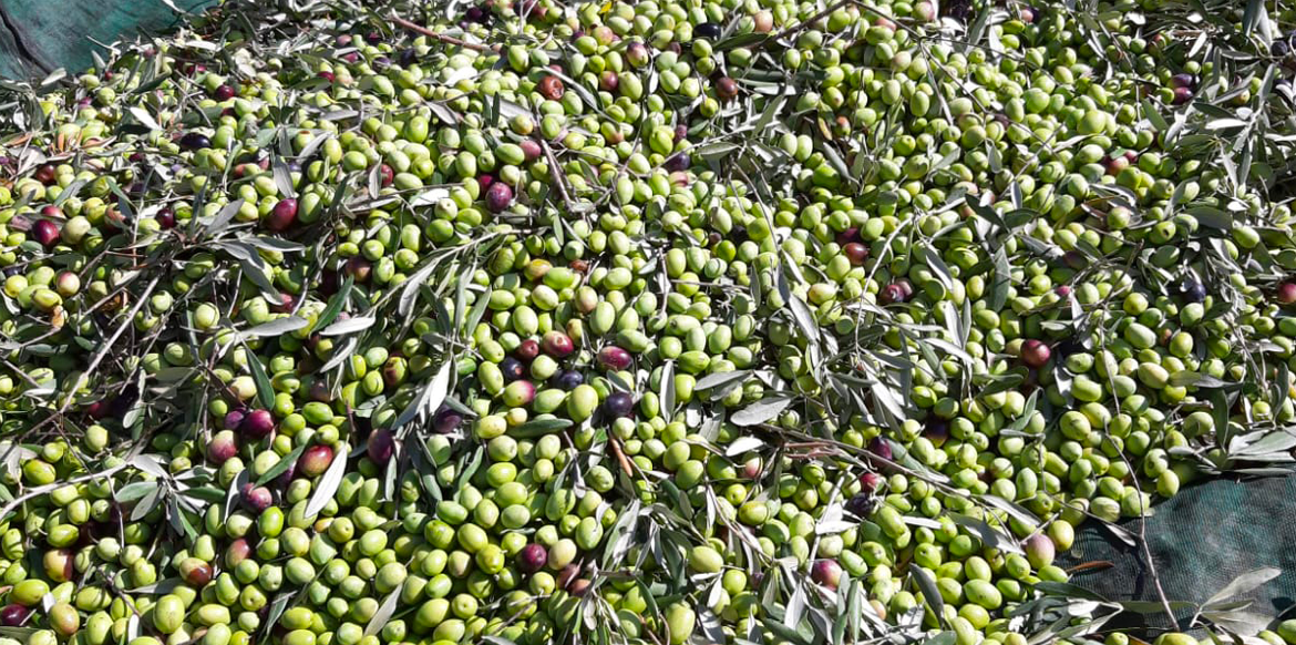 olive bacchiate
