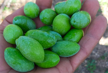 olive