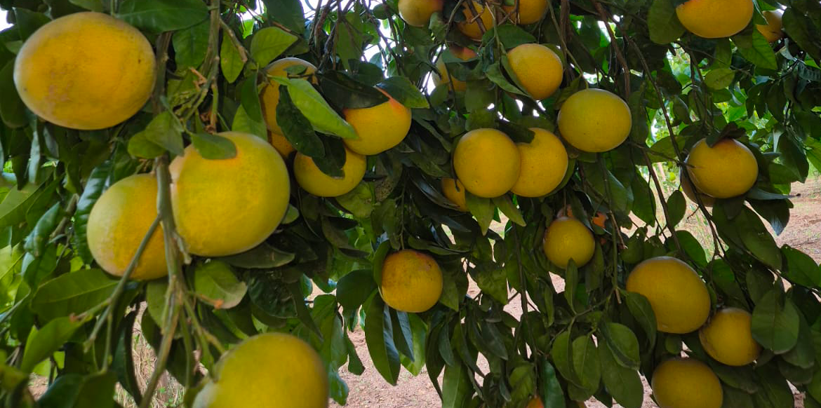 pompelmi1
