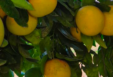 pompelmi2